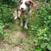 Mickey, freundlicher, taffer Welpe