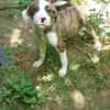 Mickey, freundlicher, taffer Welpe