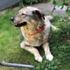 liebe Lotti sucht ihre Familie