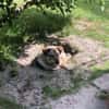 liebe Lotti sucht ihre Familie