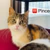 PINCEMI