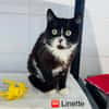 Linette