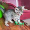 Navi