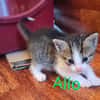 Alio