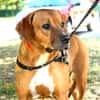 SHANA (en placement provisoire)