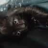 LOUBA
