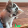Lumi