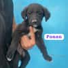 FONEN (union animal)