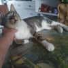 ZABOU