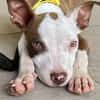 YELLOW le petit bellot