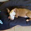 YELLOW le petit bellot
