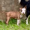 YELLOW le petit bellot