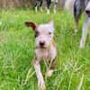 YELLOW le petit bellot