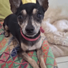 ZIGGY le petit pinscher