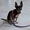 ZIGGY le petit pinscher