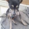 ZIGGY le petit pinscher