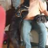FINN - junger verschmuster Schäferhund