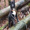 FINN - junger verschmuster Schäferhund