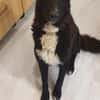 FINN - junger verschmuster Schäferhund