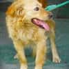 LOLA 2 sucht Familie
