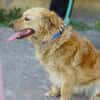 LOLA 2 sucht Familie