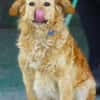 LOLA 2 sucht Familie