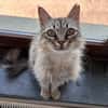 Flauschball Pebbles