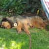 Hundebub Smartie sucht sein Zuhause!