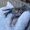 Zarte Lola sucht Familie