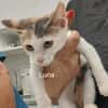 Kleine Luna sucht ein Zuhause