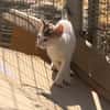 Kleine Luna sucht ein Zuhause