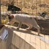 Kleine Luna sucht ein Zuhause