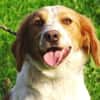 Hundedame LAURA