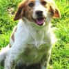 Hundedame LAURA