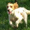 Hundedame LAURA