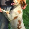 Hundedame LAURA