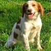 Hundedame LAURA