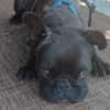 Zuhause gesucht für unsere Mory