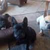 Zuhause gesucht für unsere Mory