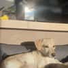 Jungspunt Snoop sucht ein neues Zuhause
