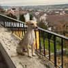 Jungspunt Snoop sucht ein neues Zuhause
