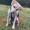 Jungspunt Snoop sucht ein neues Zuhause