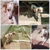 ROMEO, m., kastr., Mischling, geb. 2013
