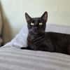 SANDRO-wunderschöner Mini-Panther-Kater