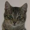 ROMEO-traumhafter Jung-Kater