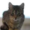 ROMEO-traumhafter Jung-Kater