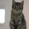 ROMEO-traumhafter Jung-Kater