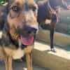 Leo - Jagdterrier Mix