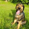 Leo - Jagdterrier Mix
