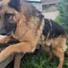 Bigby wünscht sich ein warmes Körbchen